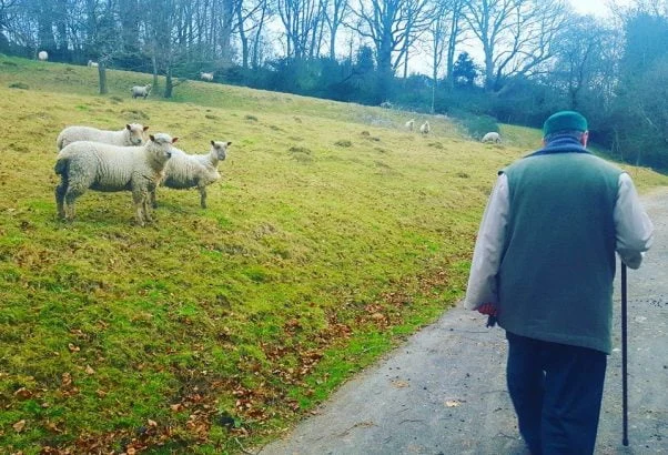 Scheich Muhammad - Schafe