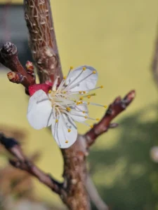 Marillenblüte