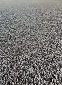 Tag des Arafat
